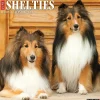 2025 Calendars|Willow Creek 2025 Just Shelties 12" x 12" Monthly Wall Calendar (44841)