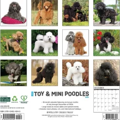 2025 Calendars|Willow Creek 2025 Just Toy and Miniature Poodles 12" x 12" Monthly Wall Calendar (45145)