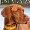 2025 Calendars|Willow Creek 2025 Just Vizslas 12" x 12" Monthly Wall Calendar (45268)