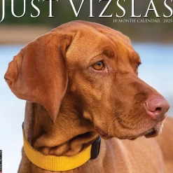2025 Calendars|Willow Creek 2025 Just Vizslas 12" x 12" Monthly Wall Calendar (45268)