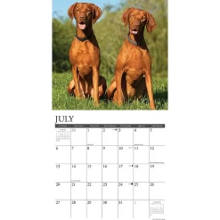 2025 Calendars|Willow Creek 2025 Just Vizslas 12