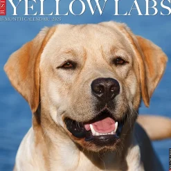 2025 Calendars|Willow Creek 2025 Just Yellow Labs 12" x 12" Monthly Wall Calendar (45534)