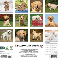 2025 Calendars|Willow Creek 2025 Just Yellow Lab Puppies 12" x 12" Monthly Wall Calendar (45527)
