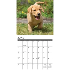 2025 Calendars|Willow Creek 2025 Just Yellow Lab Puppies 12