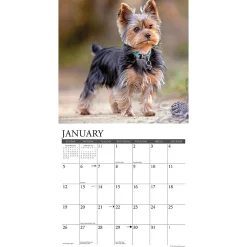 2025 Calendars|Willow Creek 2025 Just Yorkies 12