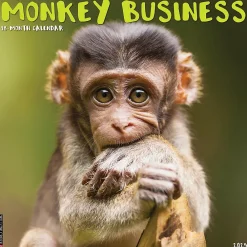 2025 Calendars|Willow Creek 2025 Monkey Business 12" x 12" Monthly Wall Calendar (44001)