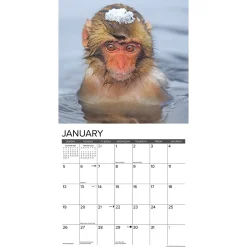 2025 Calendars|Willow Creek 2025 Monkey Business 12