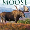 2025 Calendars|Willow Creek 2025 Moose 12" x 12" Monthly Wall Calendar (44032)