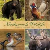 2025 Calendars|Willow Creek 2025 Northwoods Wildlife 12" x 12" Monthly Wall Calendar (44230)
