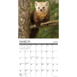 2025 Calendars|Willow Creek 2025 Northwoods Wildlife 12