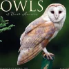 2025 Calendars|Willow Creek 2025 Owls 12" x 12" Monthly Wall Calendar (44315)