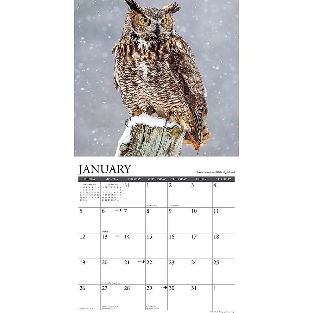 2025 Calendars|Willow Creek 2025 Owls 12" x 12" Monthly Wall Calendar (44315)