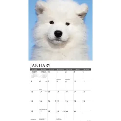 2025 Calendars|Willow Creek 2025 Press Just Samoyeds 2025 Wall Calendar 12