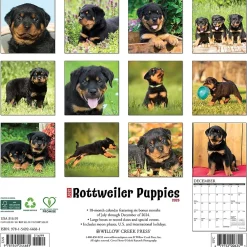 2025 Calendars|Willow Creek 2025 Press Just Rottweiler Puppies 2025 Wall Calendar 12" x 12" (44681)