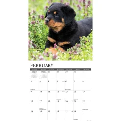 2025 Calendars|Willow Creek 2025 Press Just Rottweiler Puppies 2025 Wall Calendar 12