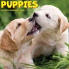 2025 Calendars|Willow Creek 2025 Puppies 7" x 7" Yearly Wall Calendar (45862)