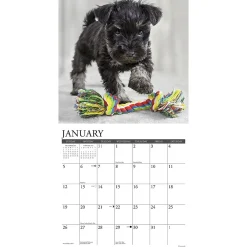 2025 Calendars|Willow Creek 2025 Schnauzer Puppies 12