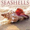 2025 Calendars|Willow Creek 2025 Seashells 12" x 12" Monthly Wall Calendar (44797)