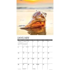 2025 Calendars|Willow Creek 2025 Seashells 12