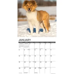 2025 Calendars|Willow Creek 2025 Sheltie Puppies 12