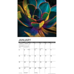 2025 Calendars|Willow Creek 2025 Succulents 12