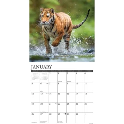 2025 Calendars|Willow Creek 2025 Tigers 12