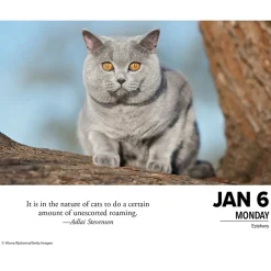 2025 Calendars|Willow Creek 2025 What Cats Teach Us 6