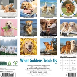 2025 Calendars|Willow Creek 2025 What Goldens Teach Us 12" x 12" Monthly Wall Calendar (45374)
