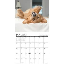2025 Calendars|Willow Creek 2025 What Goldens Teach Us 12