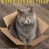 2025 Calendars|Willow Creek 2025 Why Cats Do That 12" x 12" Monthly Wall Calendar (45435)