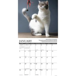 2025 Calendars|Willow Creek 2025 Why Cats Do That 12