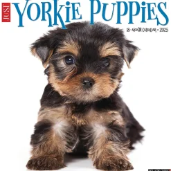 2025 Calendars|Willow Creek 2025 Yorkie Puppies 12" x 12" Monthly Wall Calendar (45541)