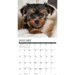 2025 Calendars|Willow Creek 2025 Yorkie Puppies 12