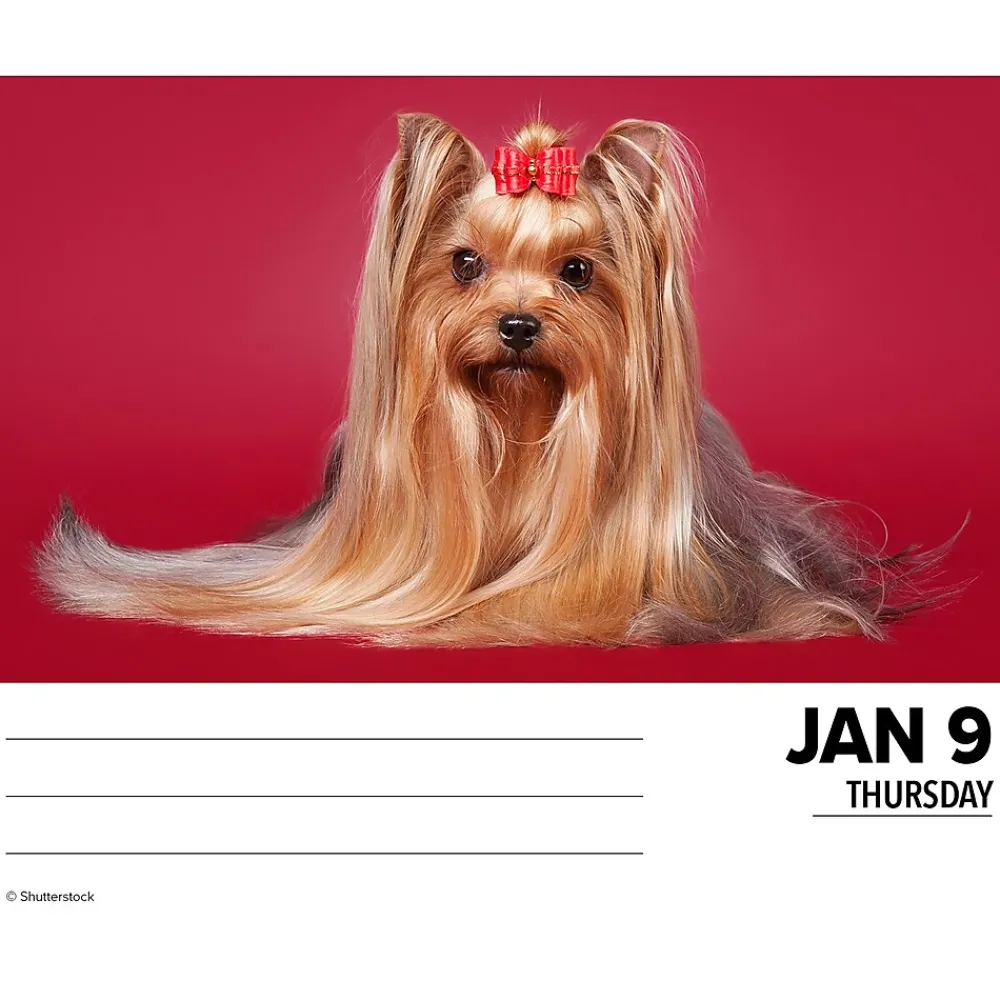 2025 Calendars|Willow Creek 2025 Yorkies 6" x 5.5" Day-to-Day Calendar (41130)