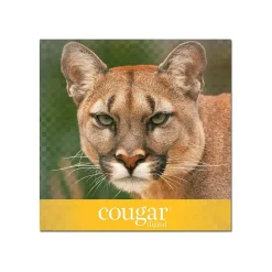 Card Stock*Domtar Cougar Digital 80 lb. Cover Paper, 11" x 17", White, 250 Sheets/Pack (2868)