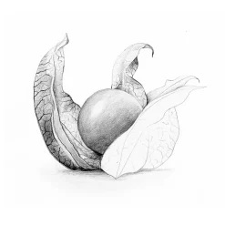 Pencils|Staedtler Technico Value Pack Mechanical Pencil, 2mm Lead (980 SBKV)