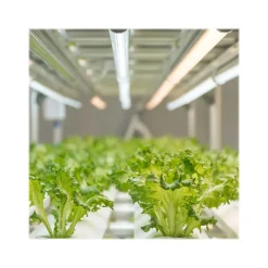 Viribright 11-Watt Full-Spectrum LED Leaf Grow Light Bulb (290108)