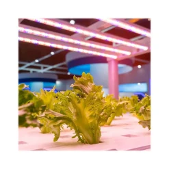 Viribright 11-Watt Full-Spectrum LED Leaf Grow Light Bulb (290108)